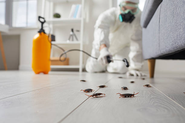 Affordable Termite Control solutions in Chamberlain, SD